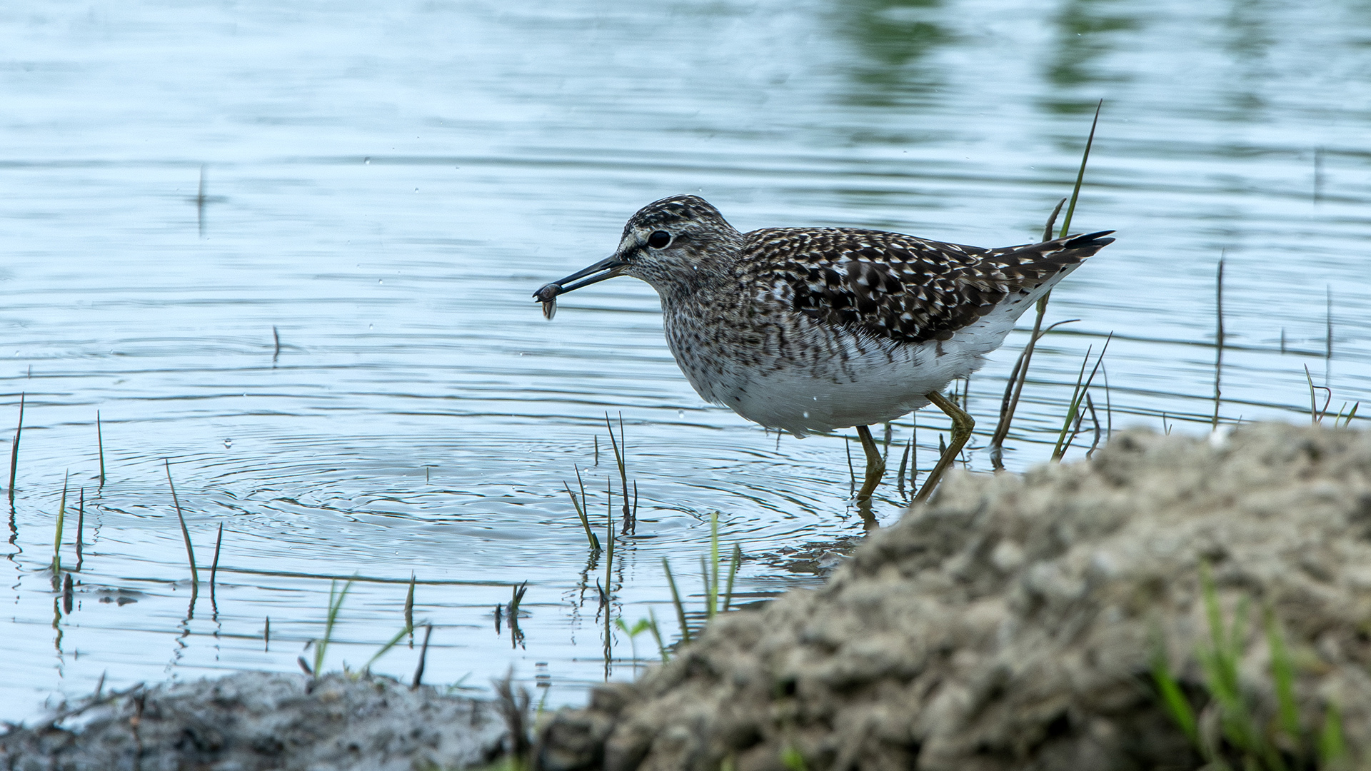 Wood Sandpiper